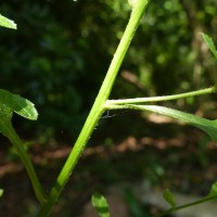 Pluchea paniculata (Willd.) Karthik. & Moorthy